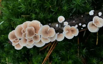 Vegan Leather Alternative Made From Mushrooms