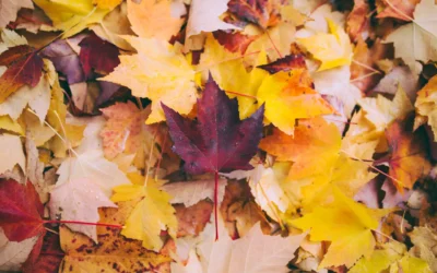 The Best U.S. Travel Destinations For Fall Foliage